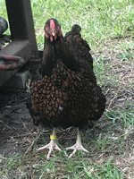 IMG_0676.JPG