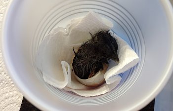 Chick in a cup.jpg