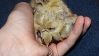 Pinning babies.png