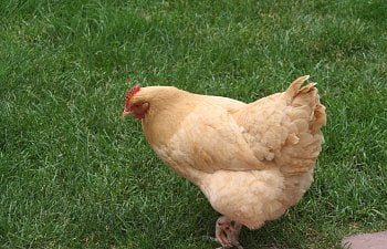 Grass for Chickens-Taking a look at the natural health benefit provided by this everyday green