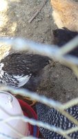 IMG_20170928_130424861.jpg