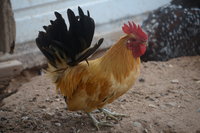 DSC_2981.JPG