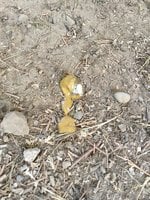 IMG_1164.JPG