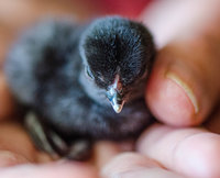chick #3 (3 of 1).jpg