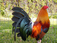 chick3.jpg