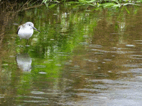 bird.gif