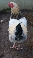 20170930_083556.jpg
