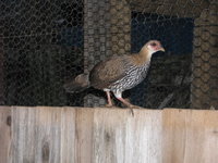 grey jungle female.jpg