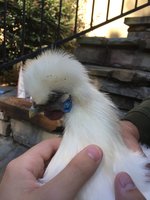 IMG_0278.JPG IMG_0278.JPG