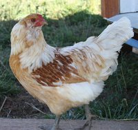 americana-hen.jpg