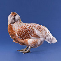 EEHnSq_5530.jpg