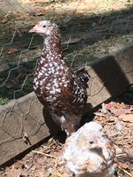 IMG_9845.JPG