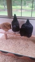 IMG-20170716-WA0011.jpg IMG-20170716-WA0011.jpg