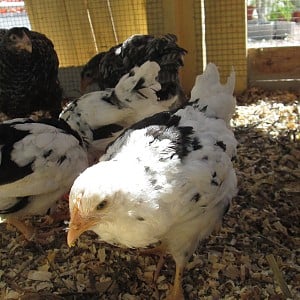 Pita Pinta (Asturian painted hen)