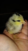 chick3.jpg chick3.jpg