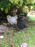 IMG_1825.JPG