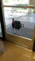 Turkey at the door.jpg