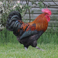 Black-Copper-Marans-Rooster.jpg