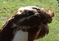 DSC06550.JPG