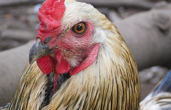 Treating our Flock's Respiratory Upset