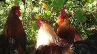 Chickens.png