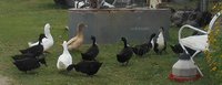 Wyandotte and ducks 058.JPG