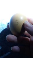 Egg 5 11Oct2017.jpg