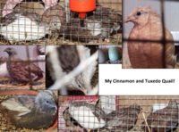 My Cinnamon and Tuxedo Quail.png My Cinnamon and Tuxedo Quail.png