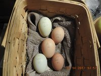 DSCN0785.jpg