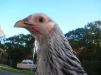 DSCN0029.JPG