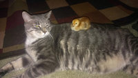 Jasper and HRIR.jpg