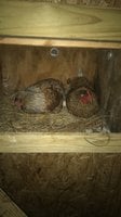 IMG_0636.JPG