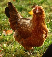 ameraucana1.jpg ameraucana1.jpg
