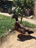 IMG_7511 duck 3.jpg