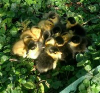 Ducklings.jpg