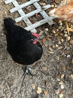 2017-10-16_17-50-35_398.jpeg