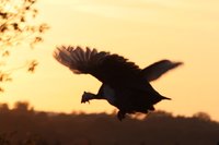 IMG_8552.JPG