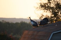 IMG_8541.JPG