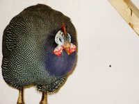 IMG_0179.JPG