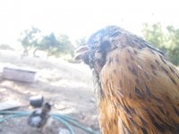 Chicken 1.jpg