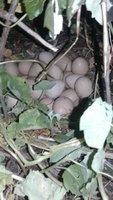 20171013_194306.jpg 20171013_194306.jpg