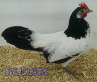 bantam Lakenvelder P.jpg