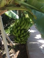 Banana plant.jpg