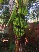 Big bunch bananas.jpg