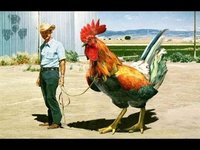 big rooster.jpg