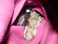 Pocket Birds.png