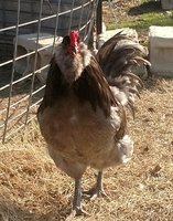 IMG_20170319_172438.jpg