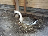 JoLee laying eggs (24 Oct 2017).jpg