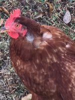 IMG_838_chickenmolting.jpg