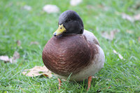 IMG_4729.jpg